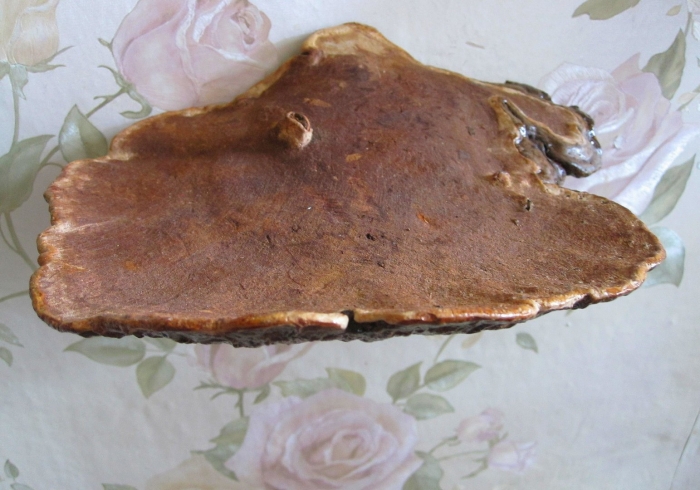 Гриб трутовик