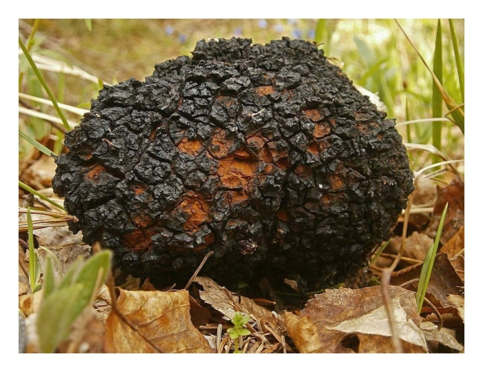 Tuber melanosporum трюфель