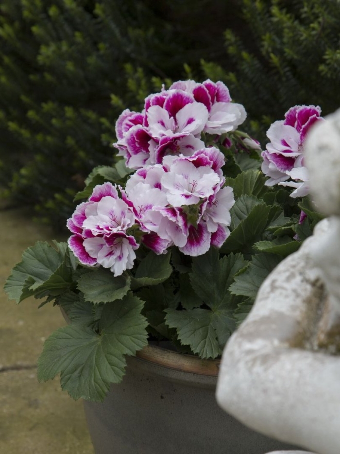 Пеларгония королевская элеганс