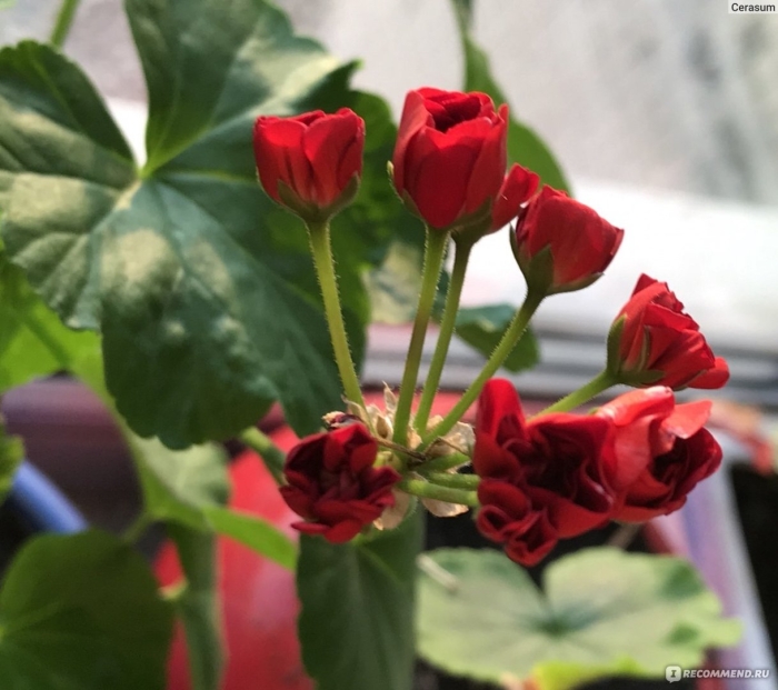 Пеларгония герань