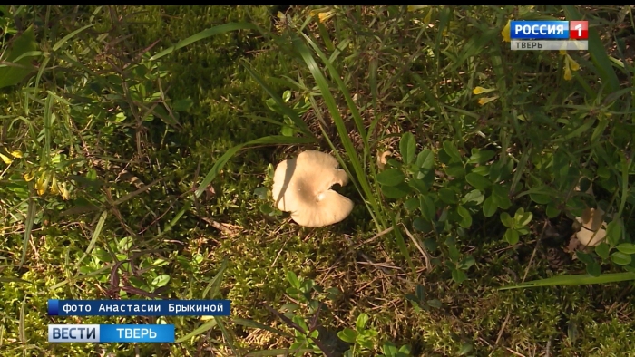 Весенние грибы