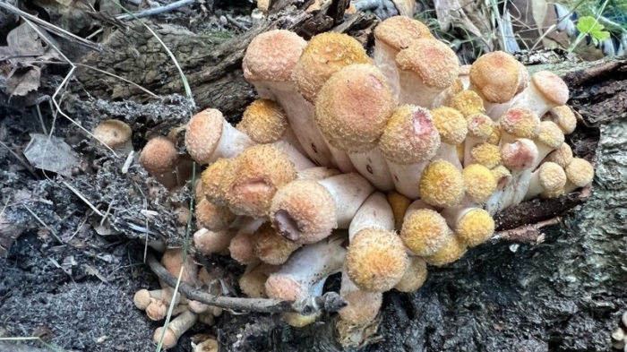 Гриб опёнок осенний