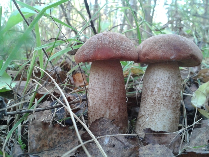 Подосиновик красноголовик