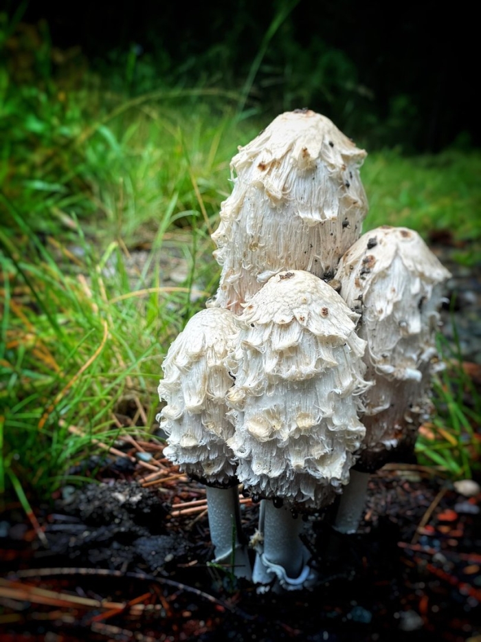 Пушистые грибы
