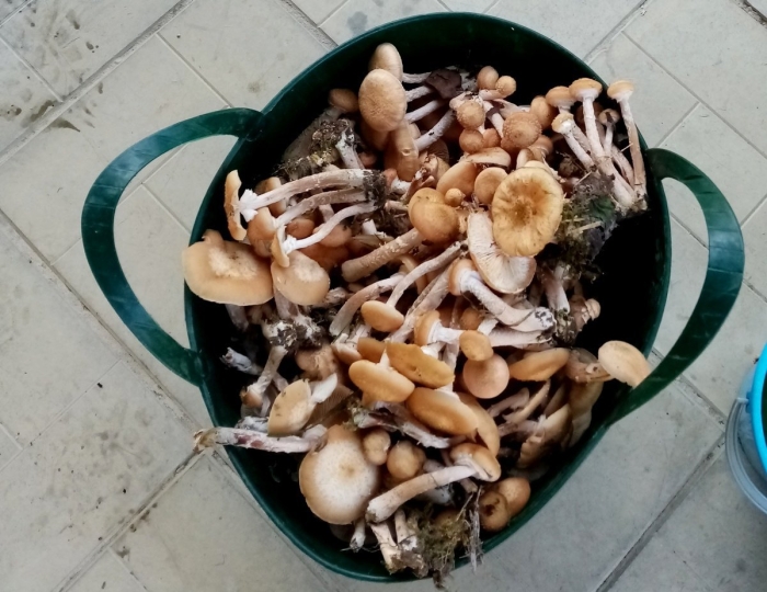 Опята рябыши