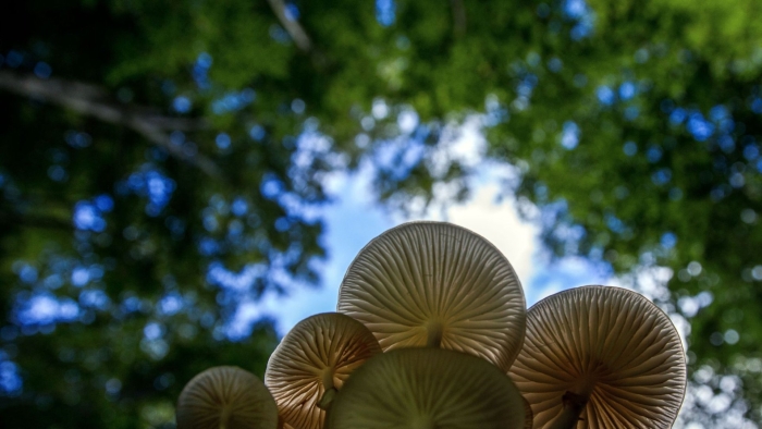 Oudemansiella mucida