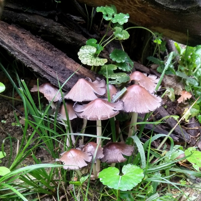 Mycena purpureofusca