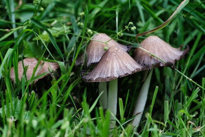 Навозник обыкновенный гриб