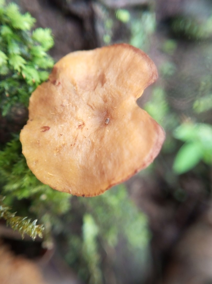 Гриб ложная лисичка