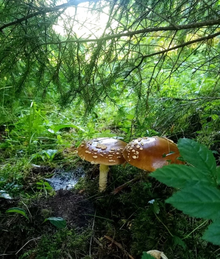 Королевский мухомор