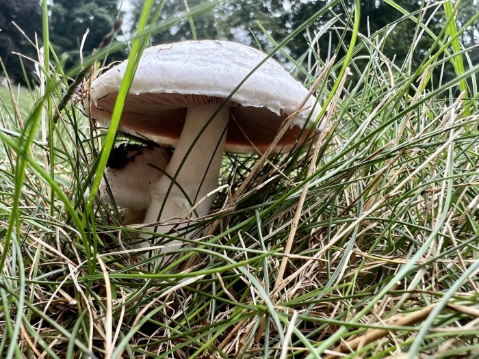 Шампиньон луговой agaricus campestris