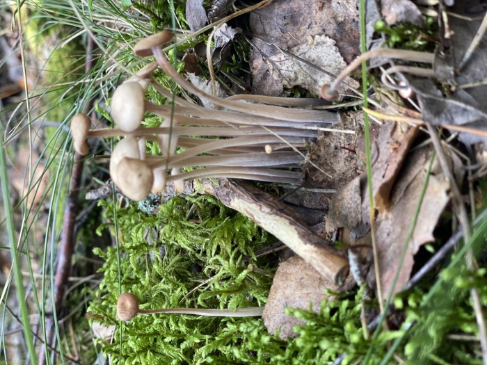 Псилоцибиновые грибы ленинградской области