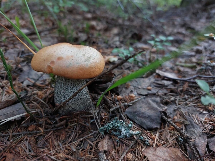 Грибы средней полосы россии