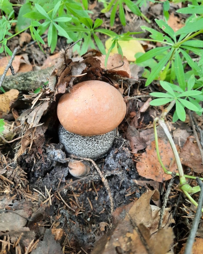 Подосиновик желто бурый