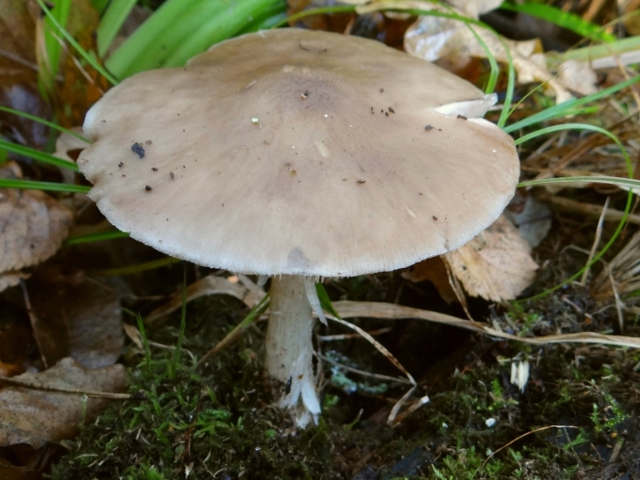 Плютей олений гриб