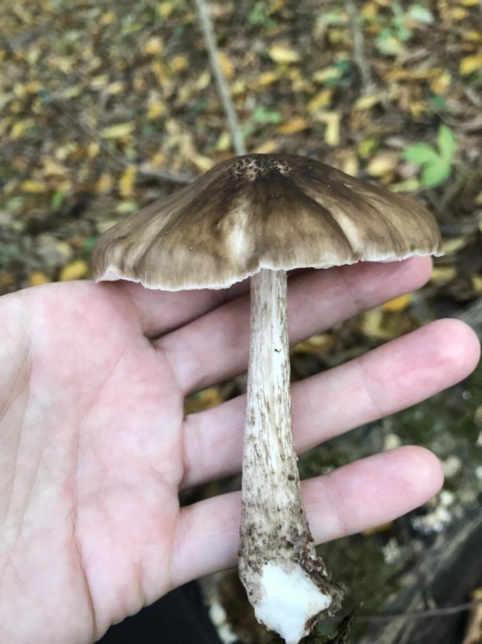 Олений гриб плютей