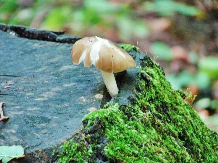 Пластинчатые грибы плютей олений