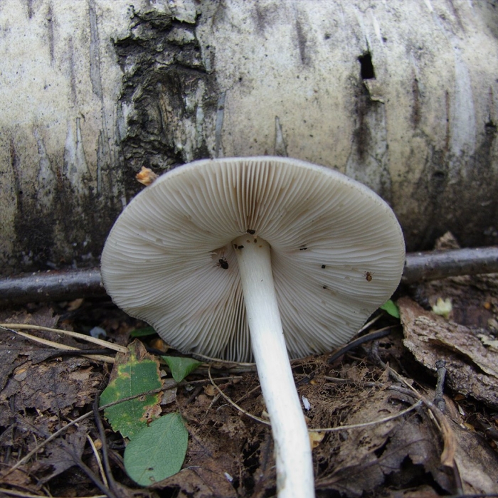 Поплавок белый amanita alba