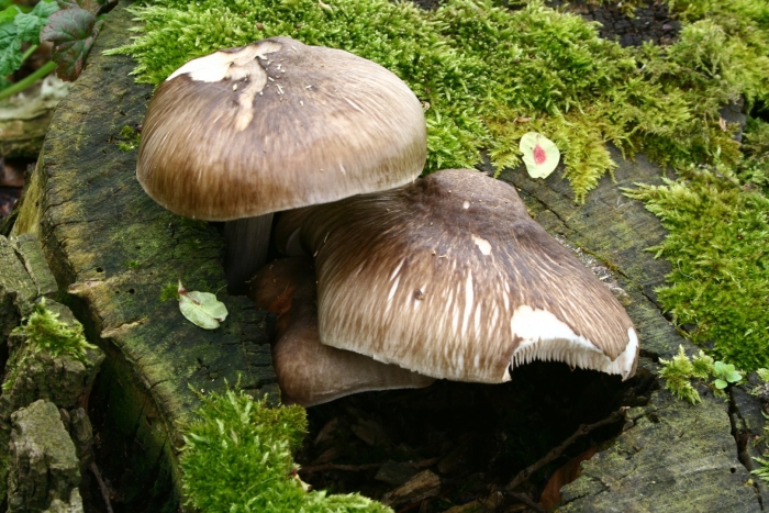 Megacollybia platyphylla