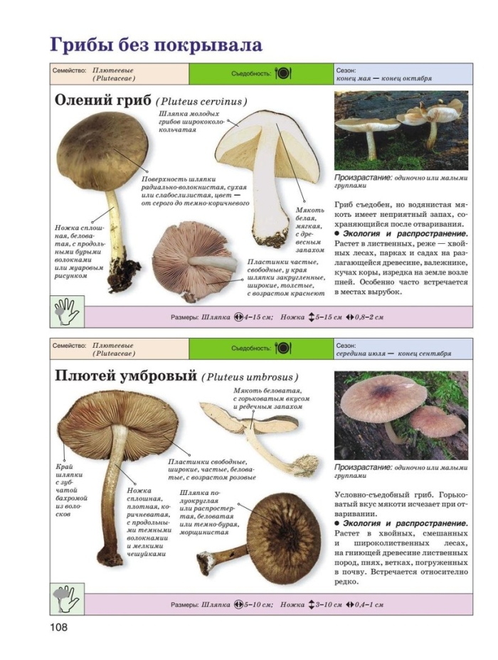 Плютей олений гриб