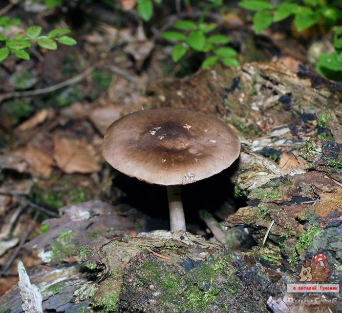 Плютей олений (pluteus cervinus)