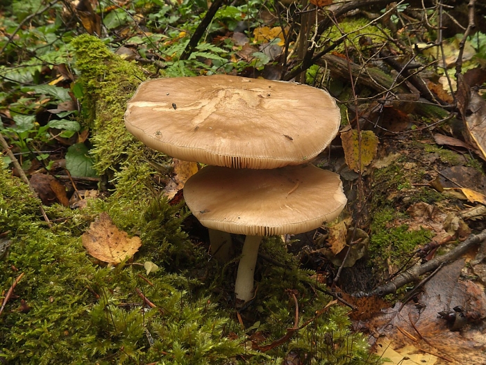 Плютей благородный