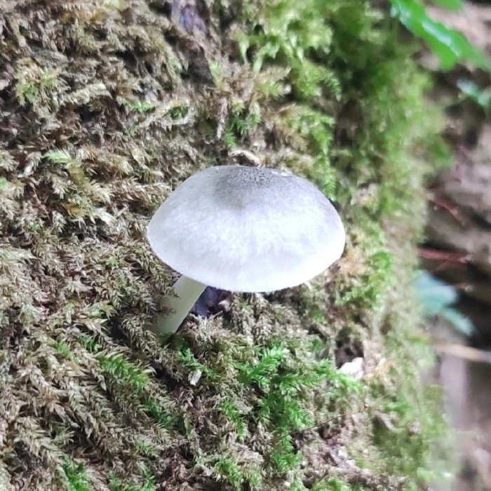Pluteus salicinus
