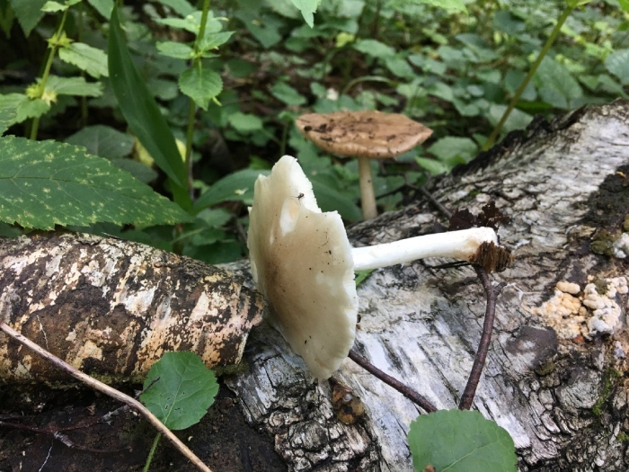 Бледная поганка гриб