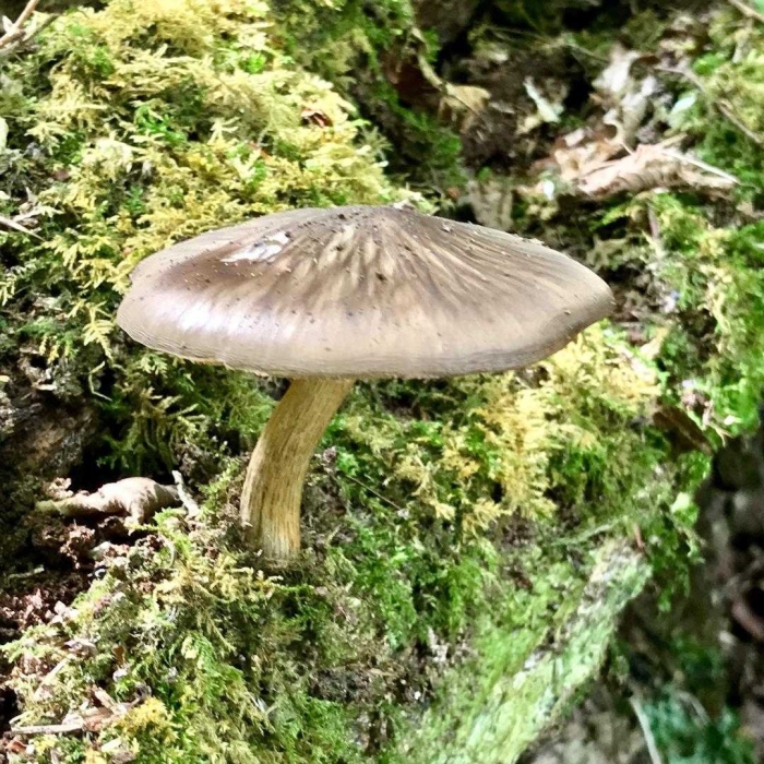 Pluteus cervinus