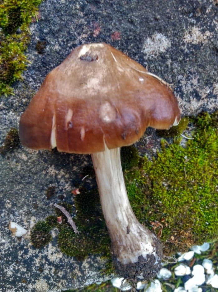 Плютей грязноногий