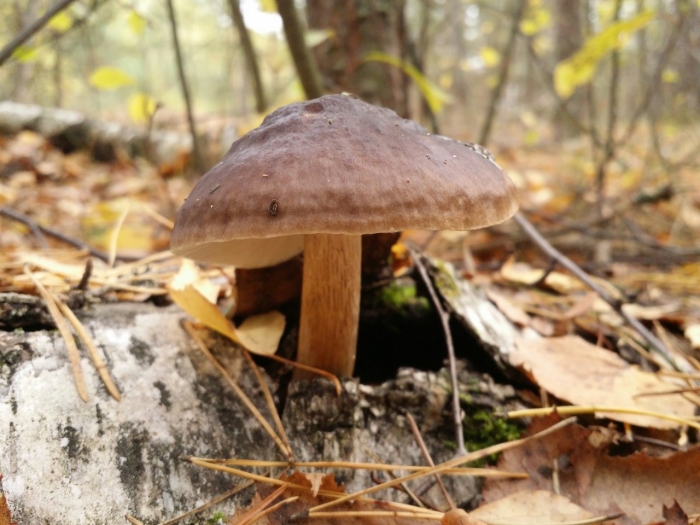 Олений гриб