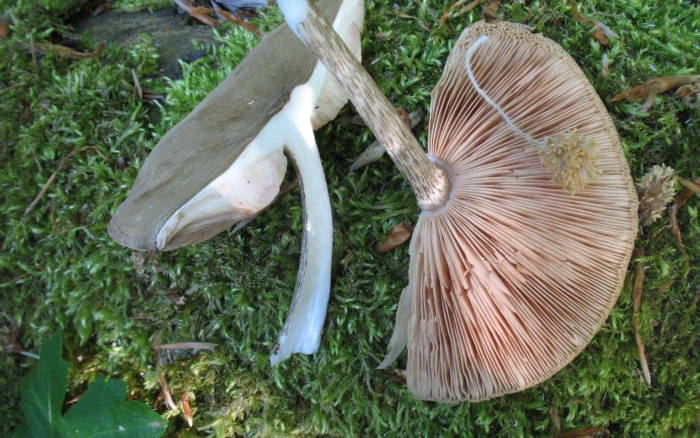 Плютей олений гриб