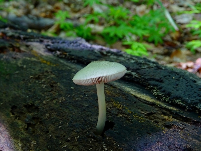 Mycena rosea грибы