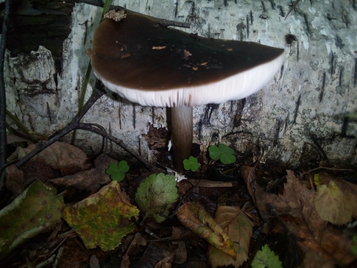 Коллибия азема гриб