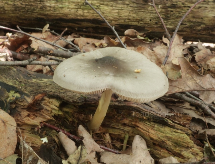 Плютей ивовый гриб
