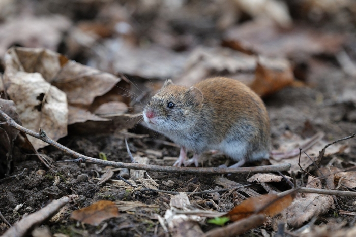 Полевка миддендорфа