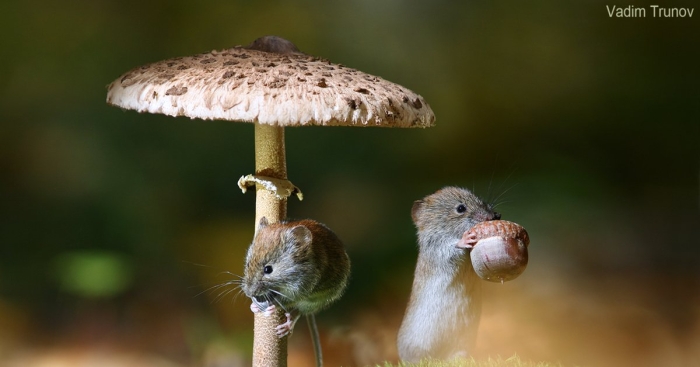 Мышь на грибе