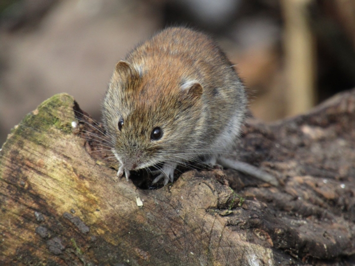 Рыжая полевка