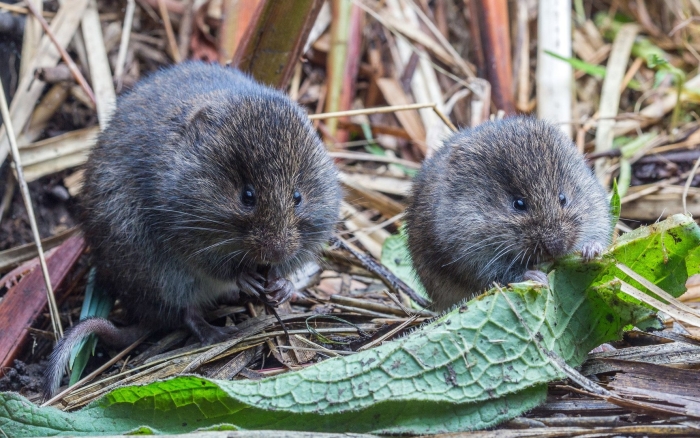 Обыкновенная полевка