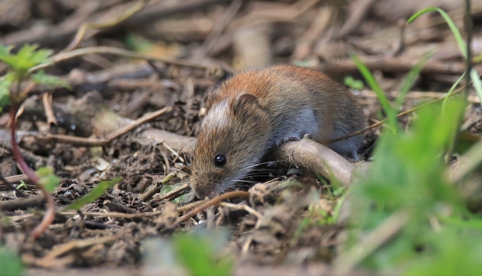 Полевка обыкновенная