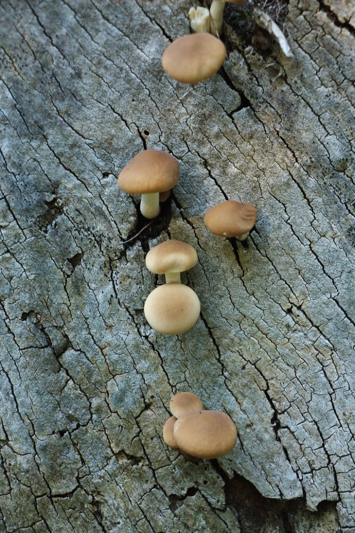 Агроцибе цилиндрическая