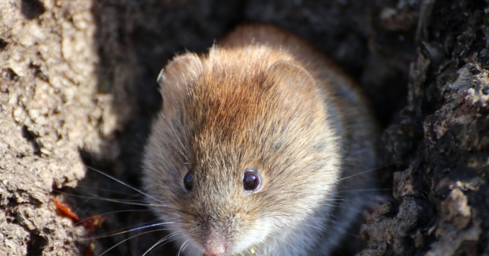 Рыжая полевка