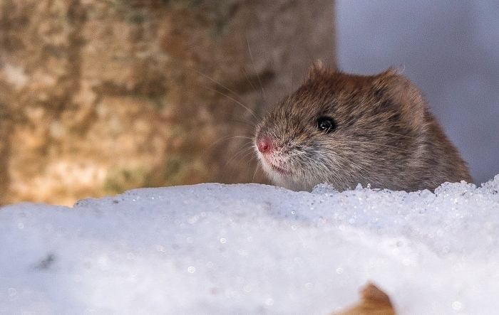 Снеговая полевка
