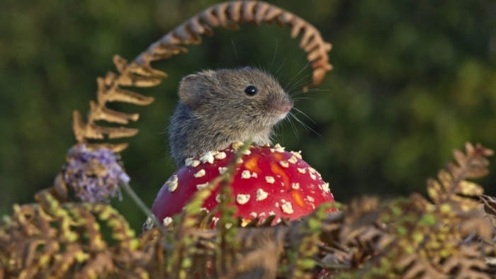 Мышь лесная полевка