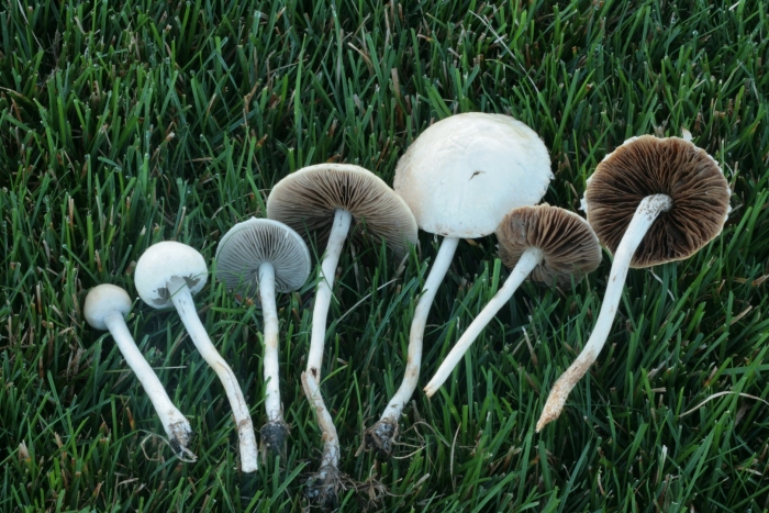 Agrocybe dura