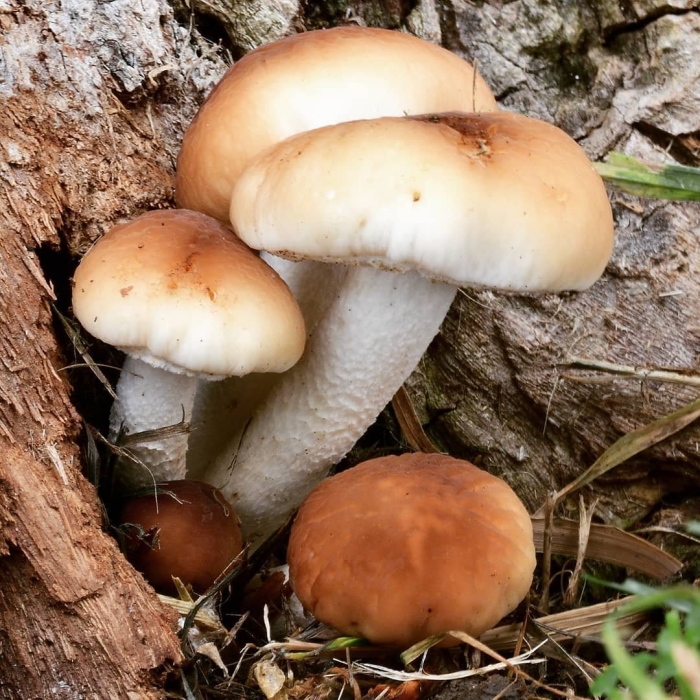 Агроцибе тополиный опенок