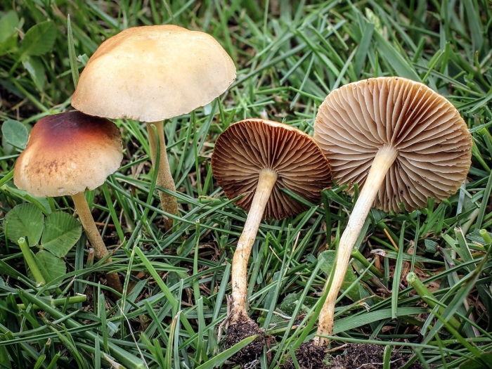 Агроцибе стоповидный