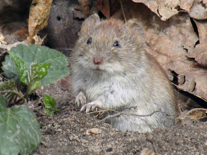 Ольхонская полевка