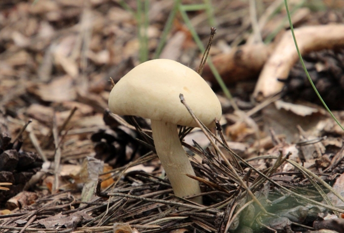 Агроцибе ранняя agrocybe praecox