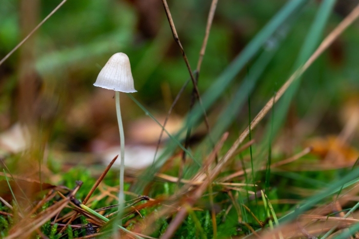 Луговая поганка гриб